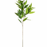41" Eucalyptus Bush