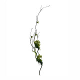 32" Moss Stick