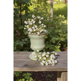 14" Baby Aster