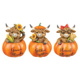 Highland Cow in Pumpkin