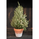 12in Icy Cedar Potted Tree