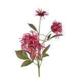 26" Raspberry Japanese Chrysanthemum Spray