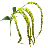 Lime Amaranythus Spray