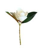 Large Magnolia Bloom