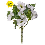 Petunia Flower Plant