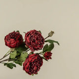 Red Died Peony Spray