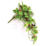 Fresh Raspberries Hanging Bush