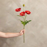 Red Poppy