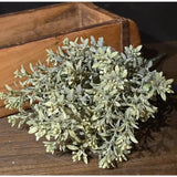 Sage Garden Stem