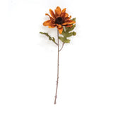 Black Eyed Susan-Tan