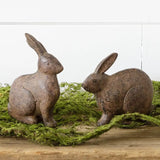 Small Brown Bunny