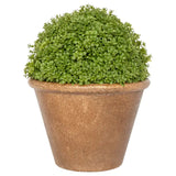 8.2 Tall Dotted Thyme in Urn