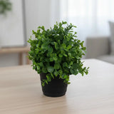 Eucalyptus Pot