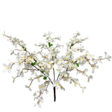 24" Tweedia Bush