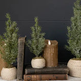 12.25" Verbier Tree in Pot