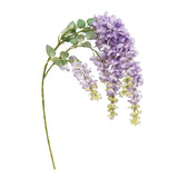Weeping Purple Plum Branch