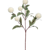 White Ball Flower Stem