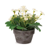 White Flowers in a Pot