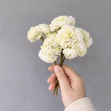 Mini Soft Touch Sedium Spray