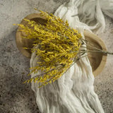 Yellow Dance Plant Bush